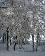 small_photo