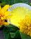 small_photo
