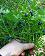 small_photo