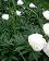 small_photo