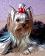 small_photo