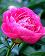 small_photo