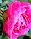 small_photo
