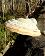 small_photo