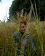 small_photo