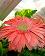 small_photo