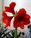 small_photo