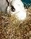 small_photo
