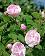 small_photo