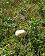 small_photo